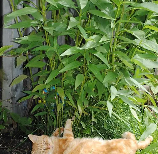 Ransburggut * フラッハウ